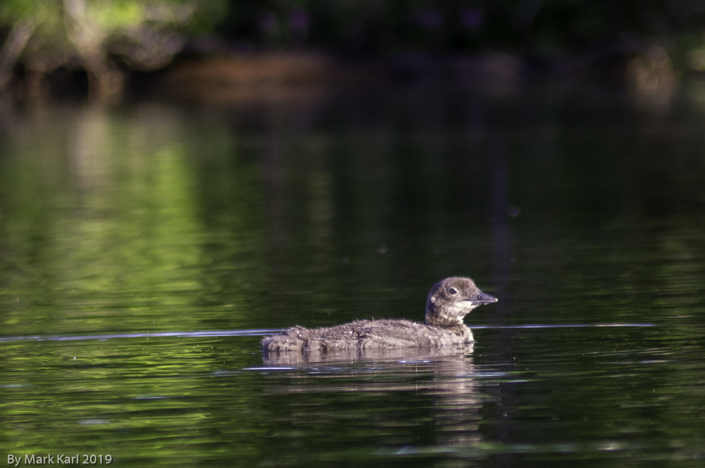 Grafton Pond July 7, 2019
